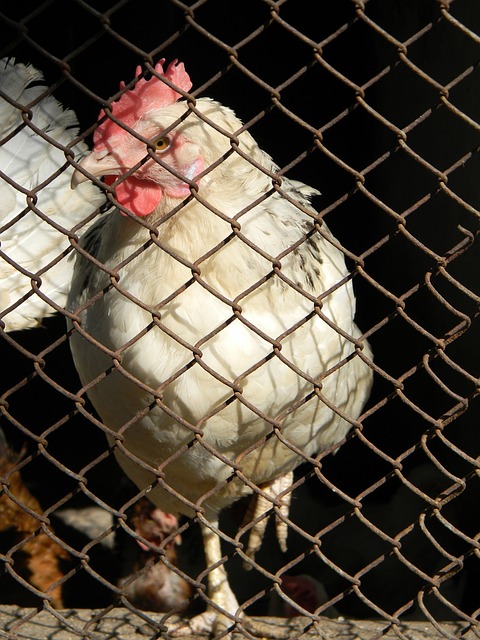 黎圣日耳曼 黎圣日耳曼
